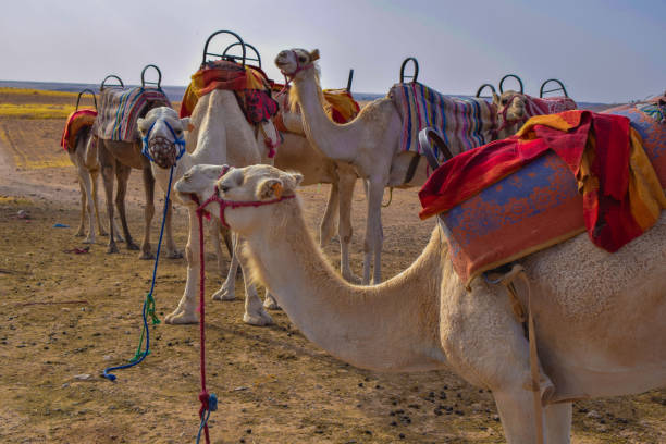 Giro in cammello a Marrakech